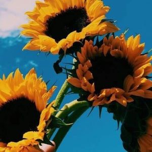 Meet your Posher, SunFlower